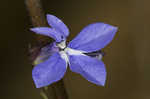 Southern lobelia